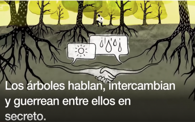 Científicos: los árboles hablan bajo tierra, usando una red que imita a internet (vídeo de la BBC)