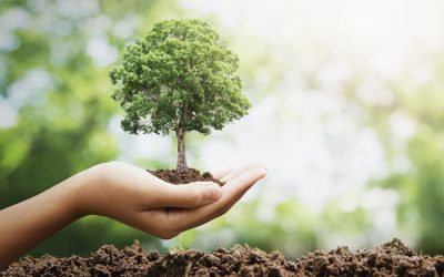SOS: ¡¡¡si tienes un metro cuadrado de terreno planta un árbol, lo necesitamos!!